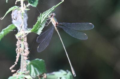 <i>Chalcolestes viridis</i>