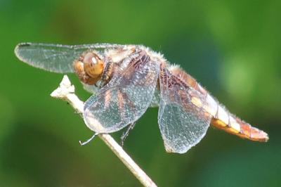 <i>Libellula depressa</i>
