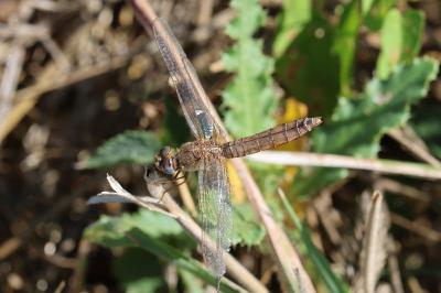 <i>Crocothemis erythraea</i>