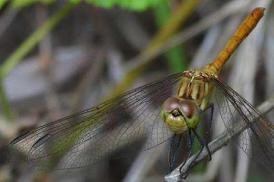 <i>Sympetrum meridionale</i>