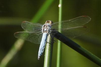 <i>Orthetrum brunneum</i>