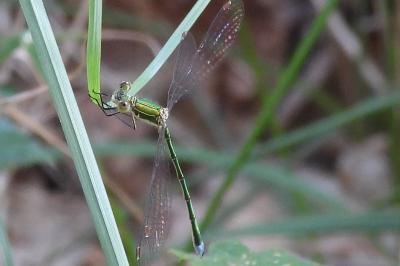 <i>Lestes virens</i>