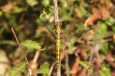 <i>Orthetrum cancellatum</i>