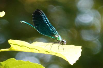 <i>Calopteryx virgo meridionalis</i>