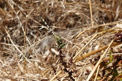 <i>Onychogomphus forcipatus</i>