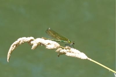 <i>Calopteryx splendens</i>