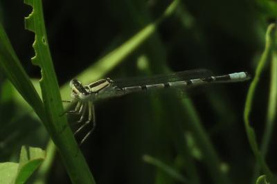 <i>Enallagma cyathigerum</i>