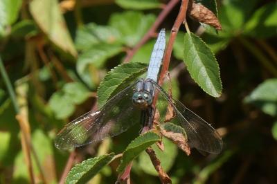 <i>Orthetrum coerulescens</i>