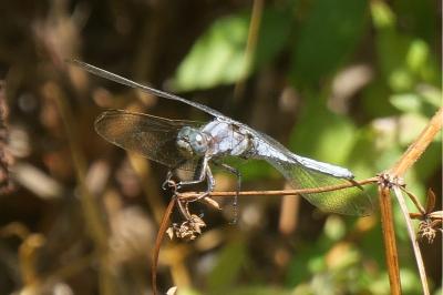 <i>Orthetrum coerulescens</i>