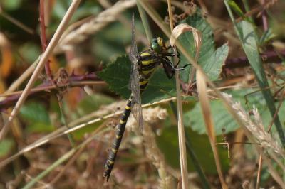 <i>Cordulegaster boltonii</i>