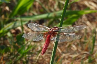<i>Crocothemis erythraea</i>