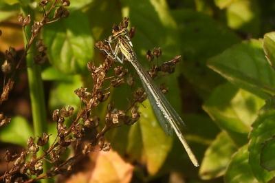<i>Platycnemis pennipes</i>