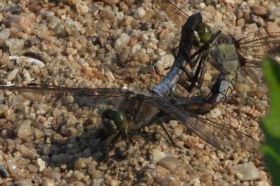 <i>Orthetrum cancellatum</i>