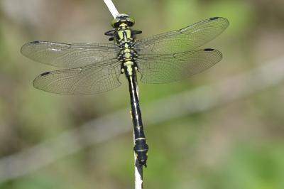Gomphus vulgatissimus