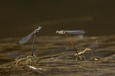 Platycnemis acutipennis