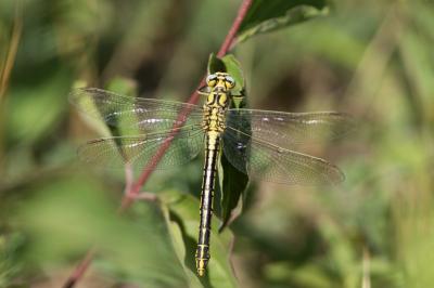 Gomphus simillimus