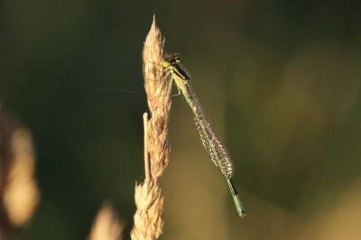 Coenagrion scitulum