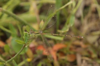 Lestes barbarus