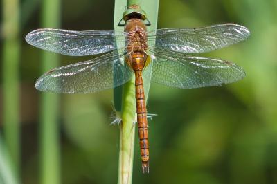 Aeshna isoceles