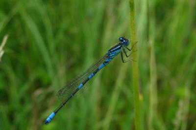 Coenagrion scitulum