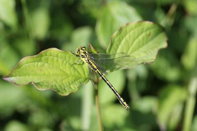 Gomphus graslinii