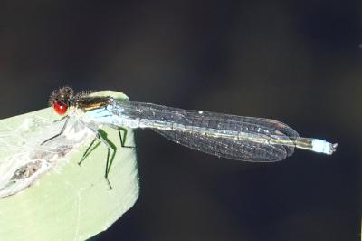 Erythromma najas
