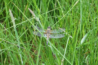 Libellula quadrimaculata
