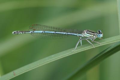 Platycnemis pennipes
