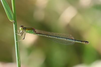 Ischnura pumilio