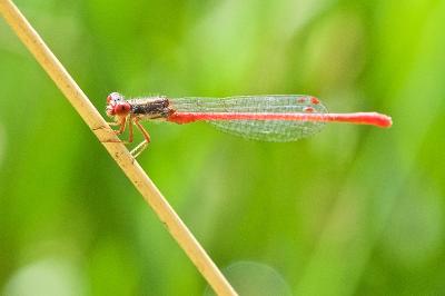 Ceriagrion tenellum
