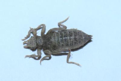 Gomphus vulgatissimus