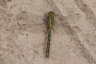 Gomphus pulchellus