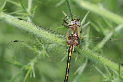 Oxygastra curtisii