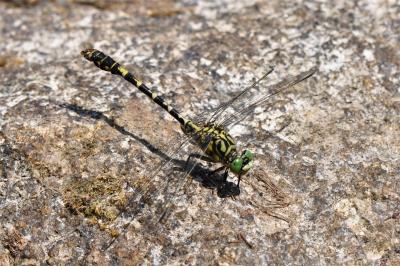 Onychogomphus forcipatus