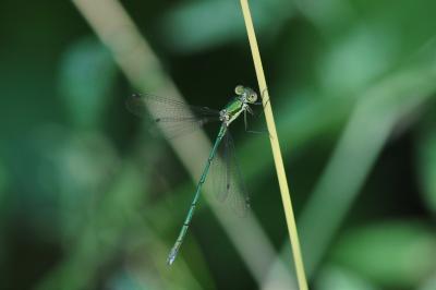 Lestes virens