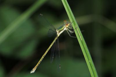 Lestes virens vestalis