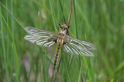 Epitheca bimaculata