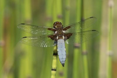 Libellules