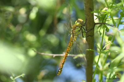 Aeshna affinis