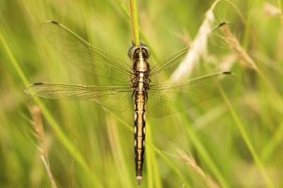 Orthetrum albistylum