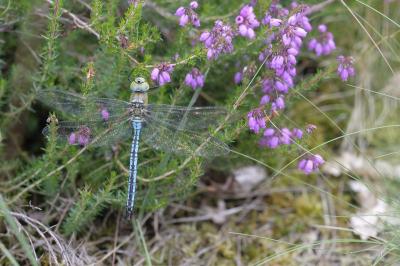 Anax imperator