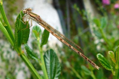 Sympecma fusca