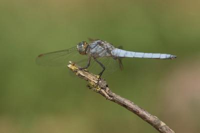 Orthetrum brunneum