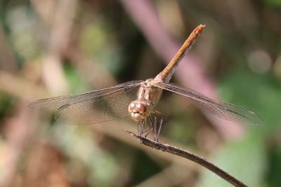 Sympetrum meridionale