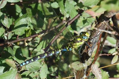 Aeshna cyanea