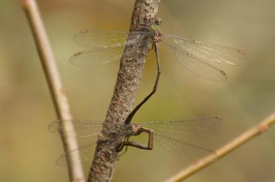 Chalcolestes viridis