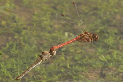 Sympetrum striolatum