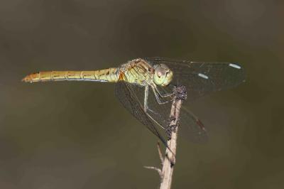 Sympetrum meridionale