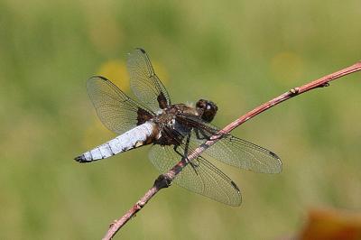 Libellula depressa