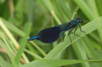 Calopteryx splendens